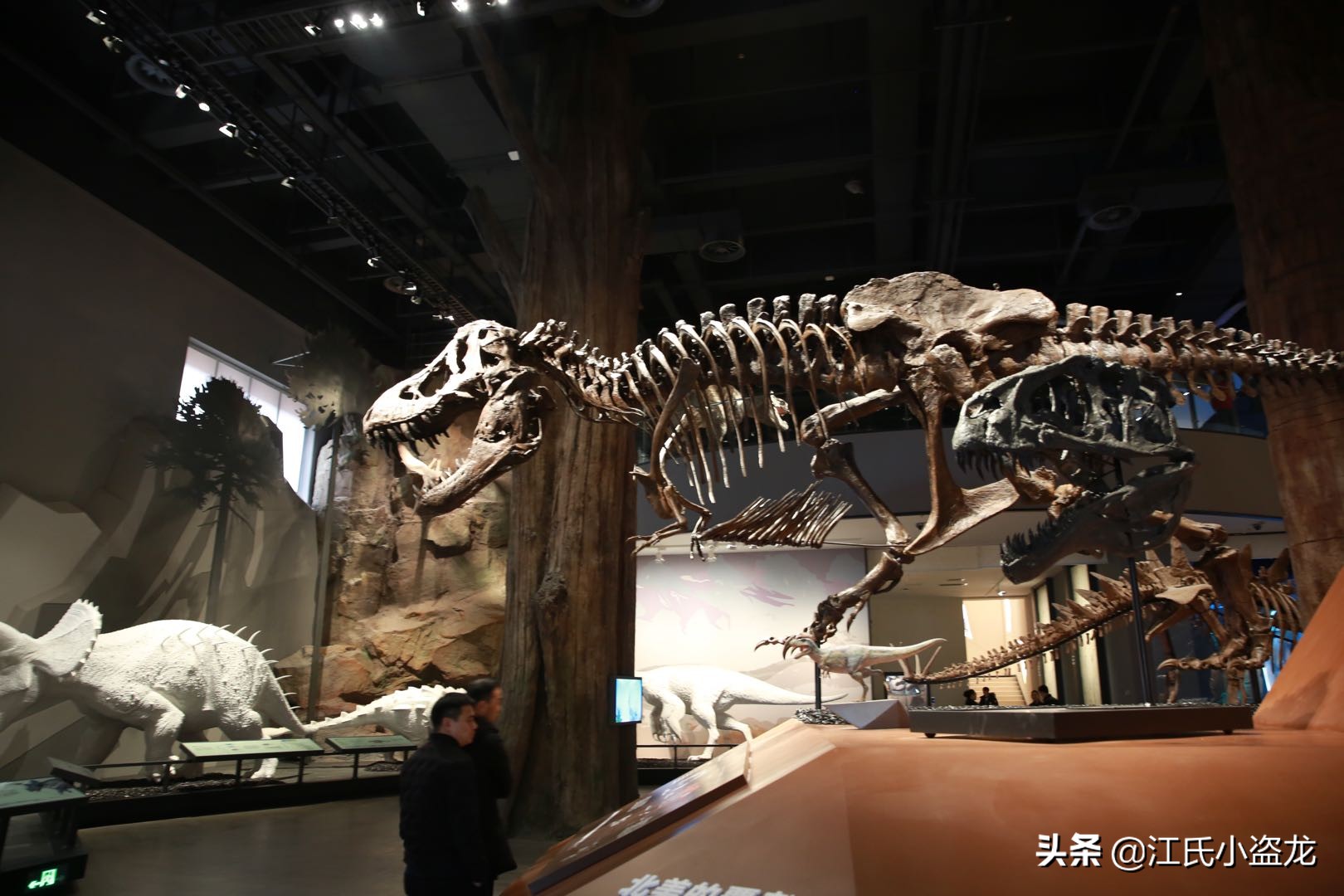 最珍贵的恐龙化石拍卖几十亿,史上最巨型恐龙