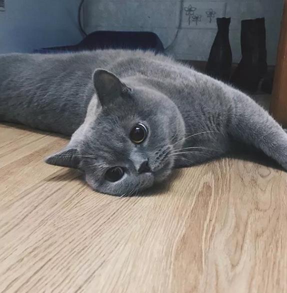 英国短毛猫吃什么,美国短毛猫必须吃猫粮吗