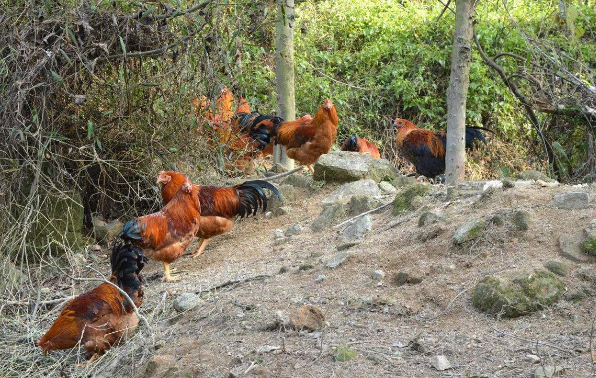 云南昌宁巨蟒,有几十米长的巨蟒蛇吗