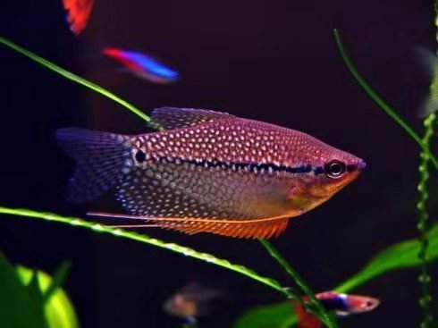 斗鱼观赏鱼大型,哪种斗鱼最适合新手养