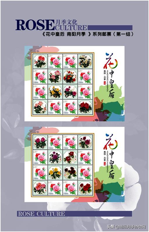 南阳世界月季之乡的金字招牌,聚焦南阳月季之美展示
