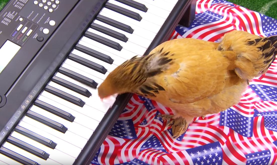 为流浪狗举办的美式足球比赛，欢迎残障狗狗参与，想帮它们找新家