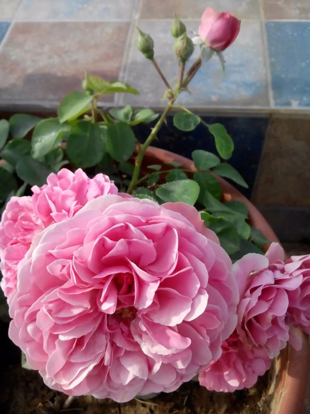 一棵粉达，撑起一座花园的一个春天