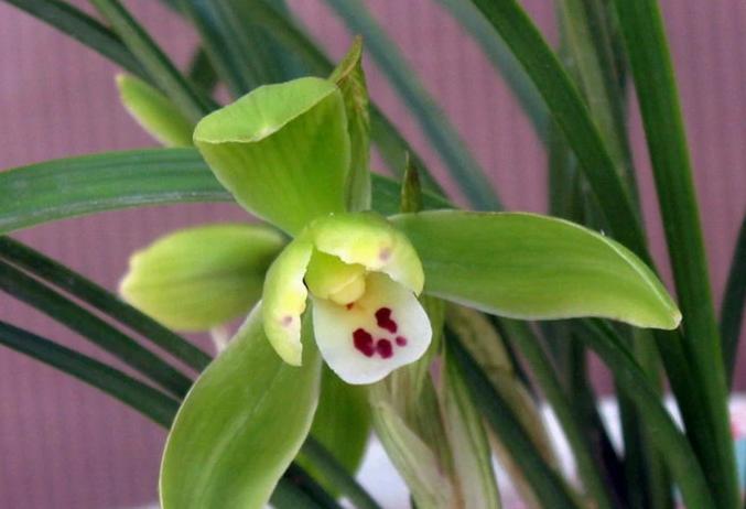 最好的兰花品种图片及名称大全,各种兰花品种详细介绍大全