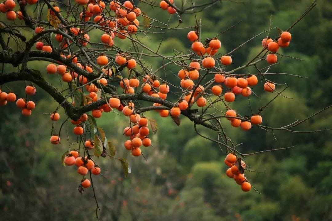 柿子吃多了会妇科病吗,吃柿子别贪嘴当心给肠子添堵