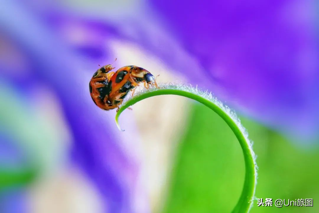 最幽静古韵江南唯美夜景风景,带你看夏日高原怡人的风景