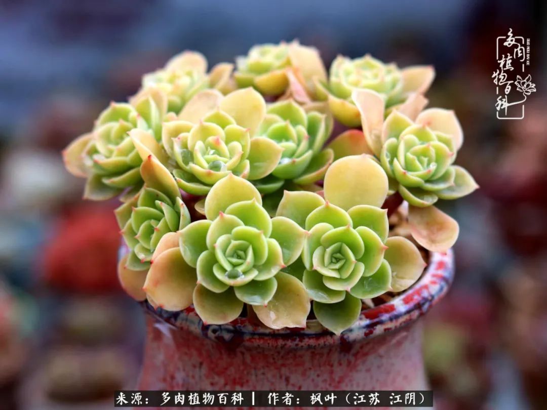 春有约，花不误，多肉与春天有个约会