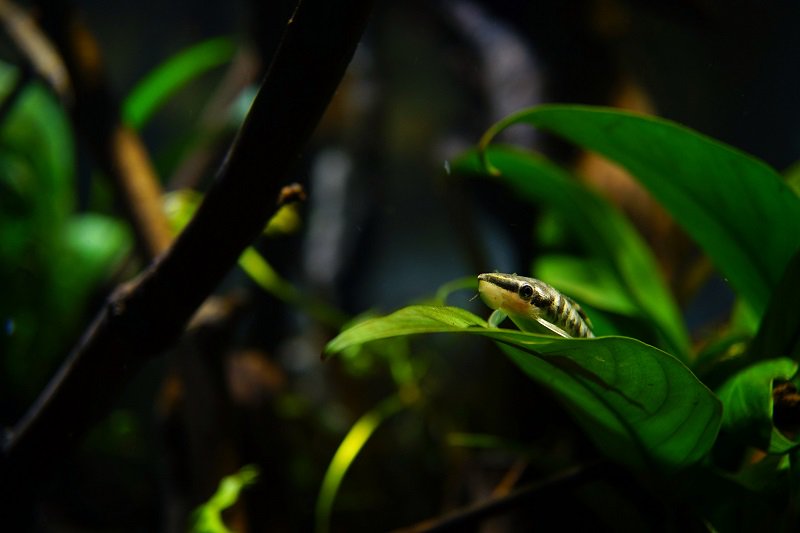 南美水族论坛推荐,南美水草造景论坛