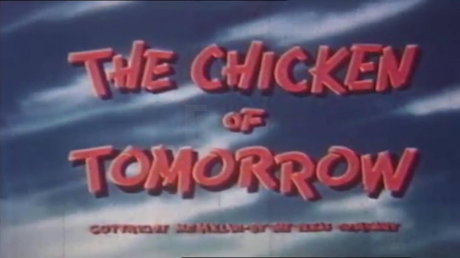 速生鸡与白羽鸡是什么,白羽鸡养殖技术和方法图解