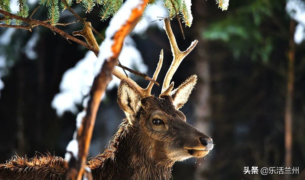 甘肃祁连山下雪,祁连山雪景壮观