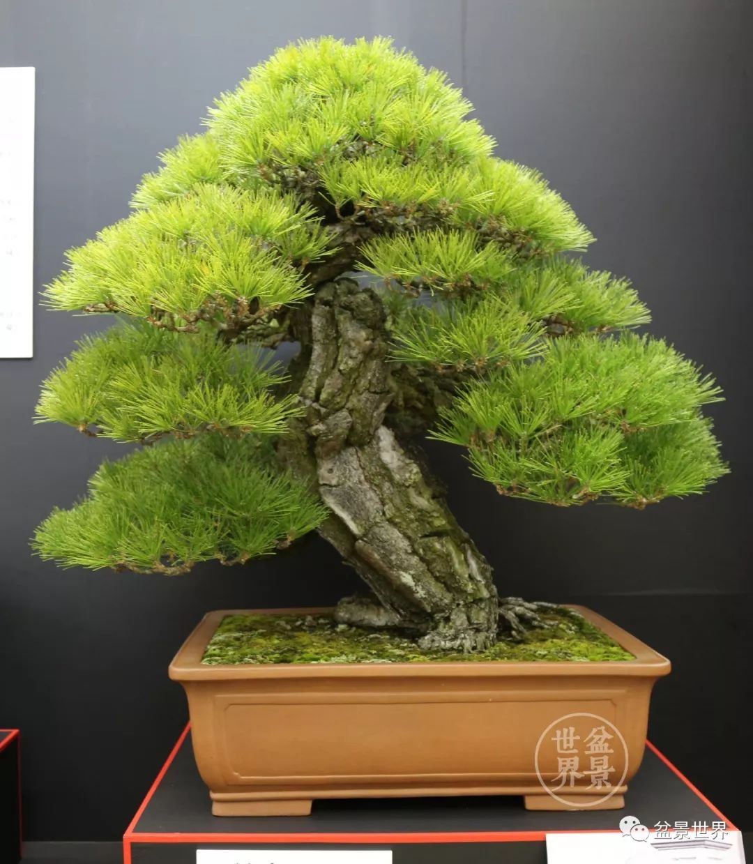 精品黑松盆景欣赏,富贵大气的盆景有哪些