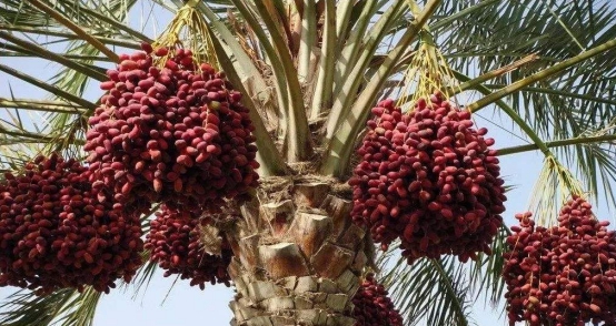 去迪拜必吃的五种食物,迪拜超富有吃的都是精髓