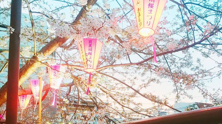 日本东京目黑川樱花,日本目黑川樱花美景