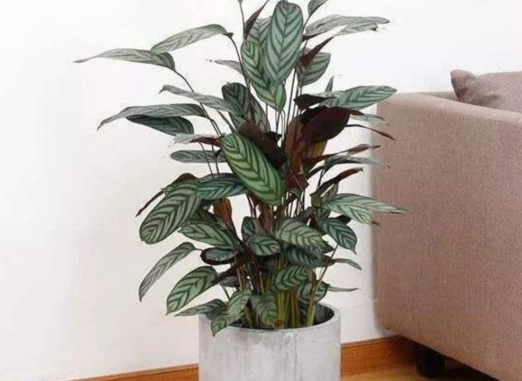 室内净化空气好养活的花草,室内净化空气的最佳植物花卉