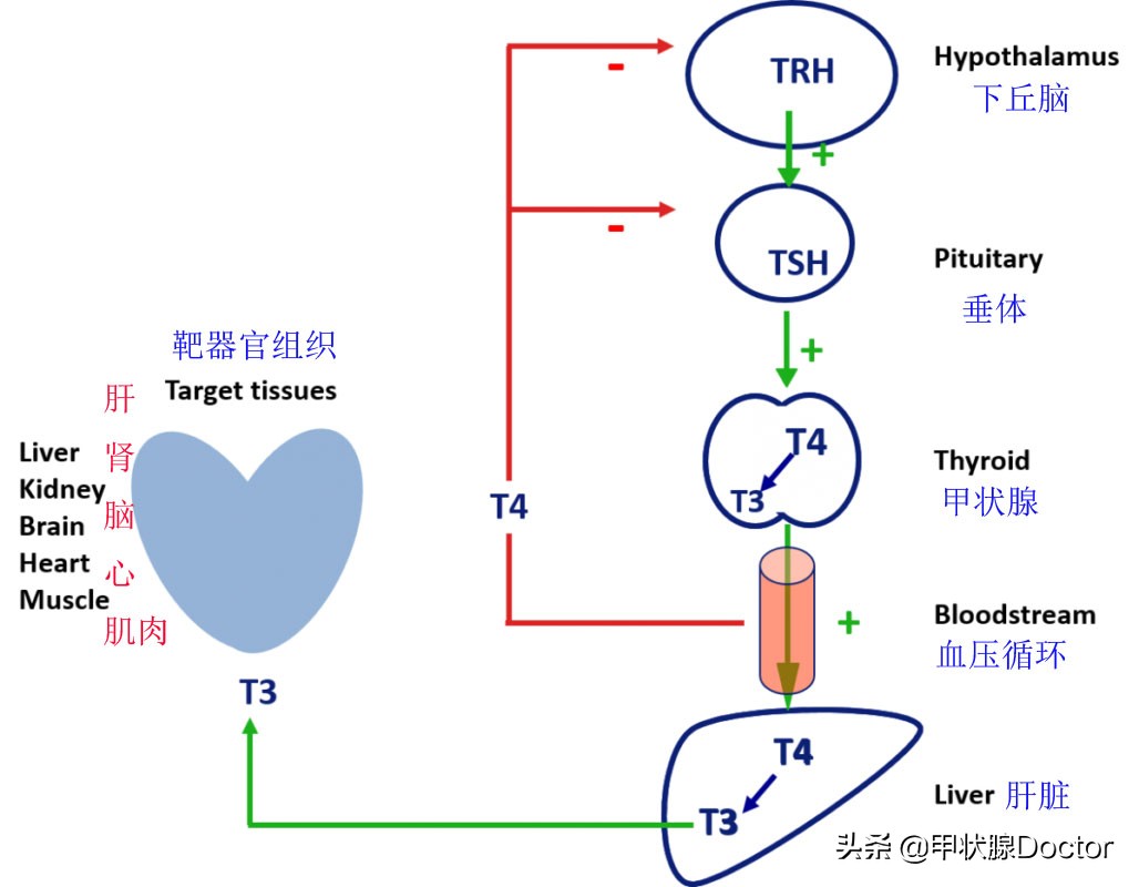 优甲乐的七大禁忌是什么,优甲乐能从45降到正常吗