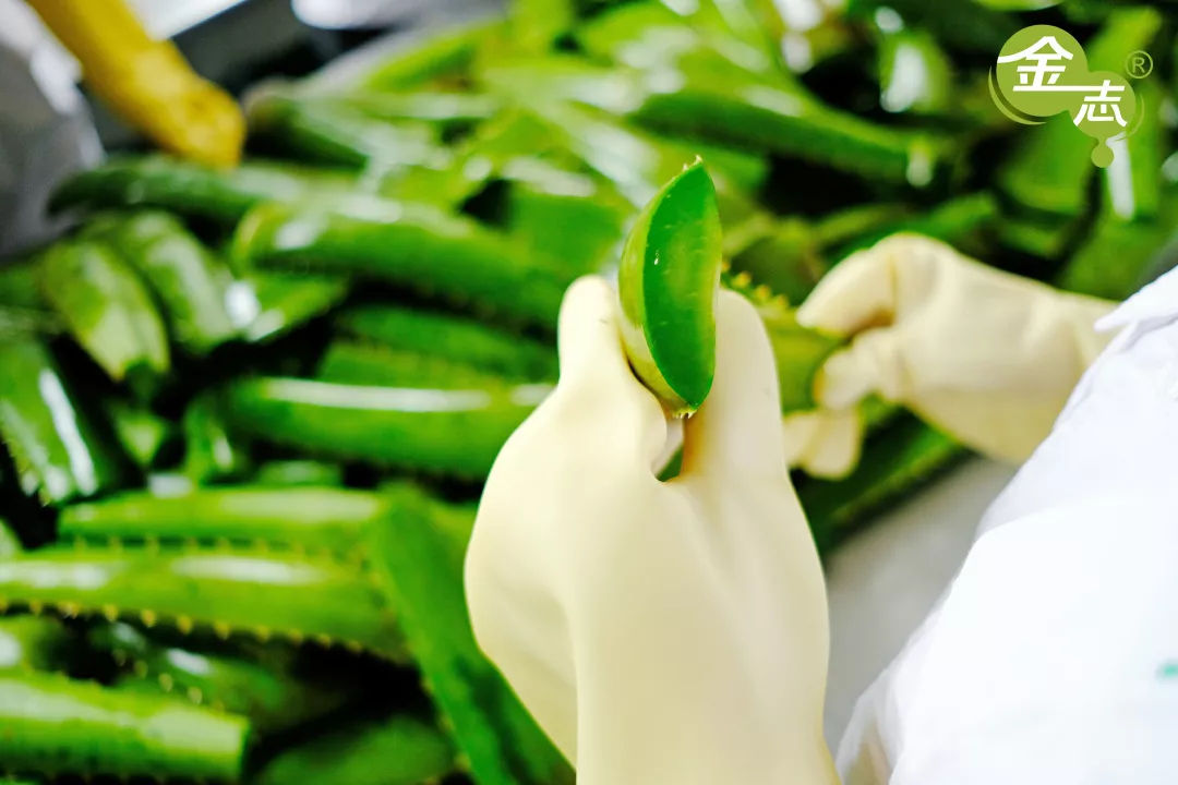 跨越20年的芦荟情谊