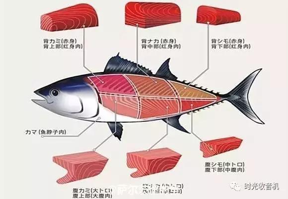鯛鱚鰶鯵鰯鮪鰹鯖,会读这些鱼,才说会吃寿司