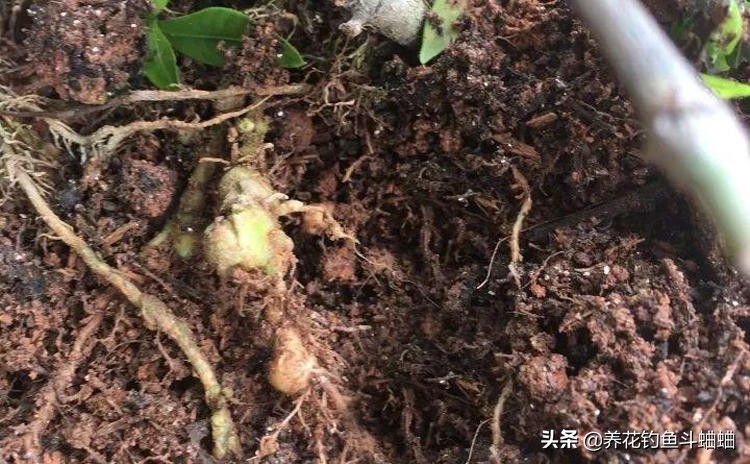 栀子花叶片发黄多久可以恢复,栀子花光照充足还是黄叶