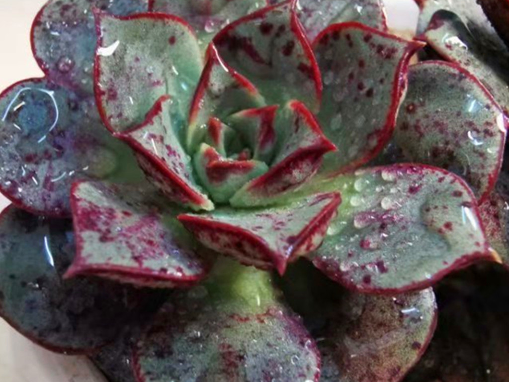 想把月季养好一定要用营养土吗,圆叶罗西玛怎么养护