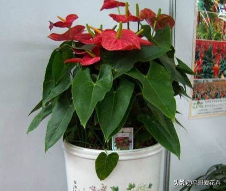 红掌叶发黑怎么治,红掌叶片黑枯怎么办