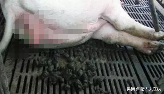 妊娠母猪便秘的原因及治疗方法