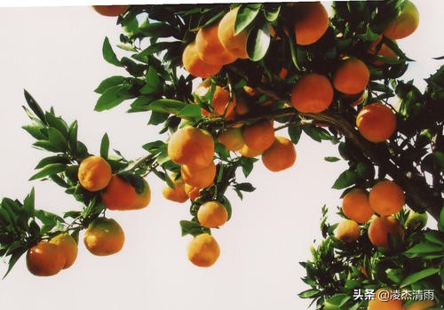 中国水果之乡,宾川水果之乡