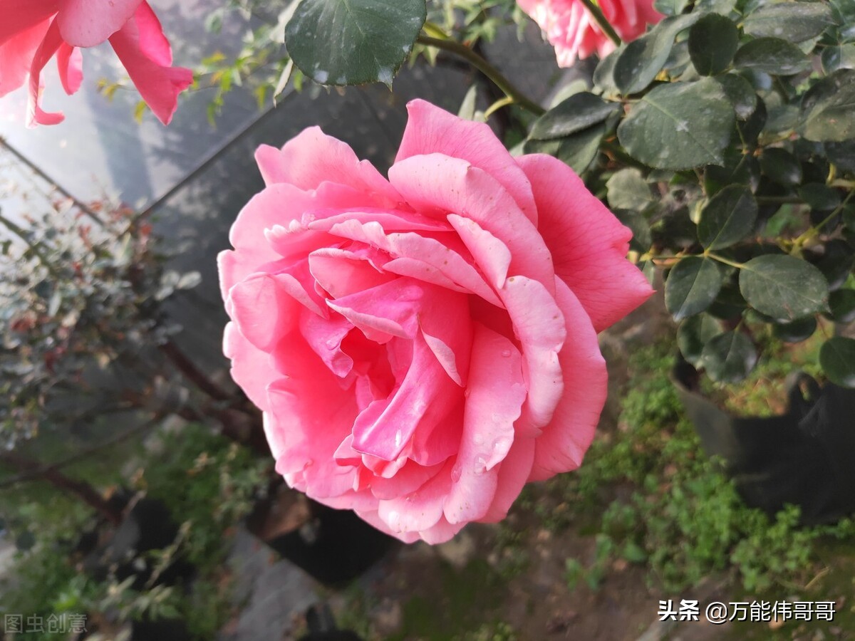 玫瑰的世界剧照,玫瑰的世界钢琴版