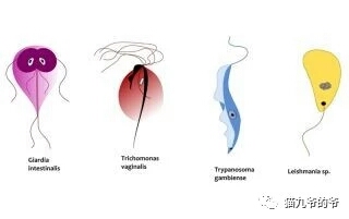 猫九爷:猫的顽固性腹泻（一）~滴虫