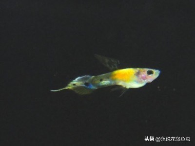 孔雀鱼尾鳍怎么超大,孔雀鱼尾鳍分类