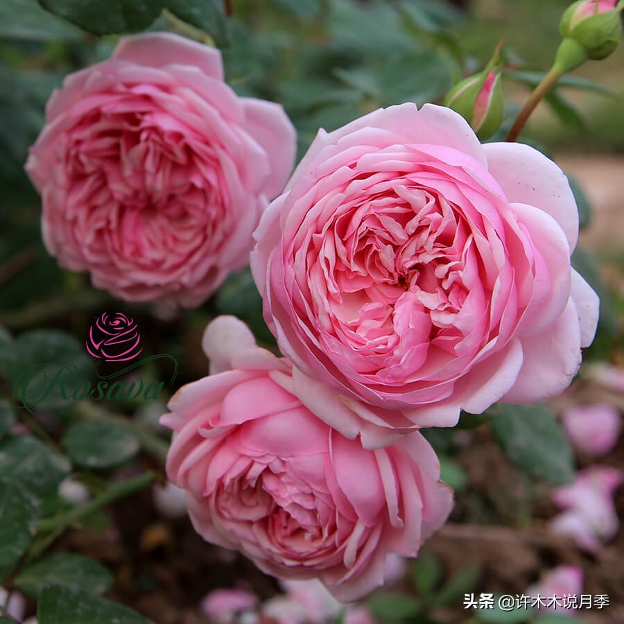 月季土壤里面有小虫子怎么办,月季花盆土壤里面的虫子