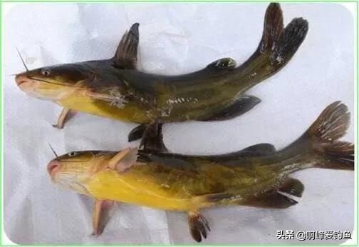 农村人的日常生活钓鱼,小的时候在农村生活钓鱼