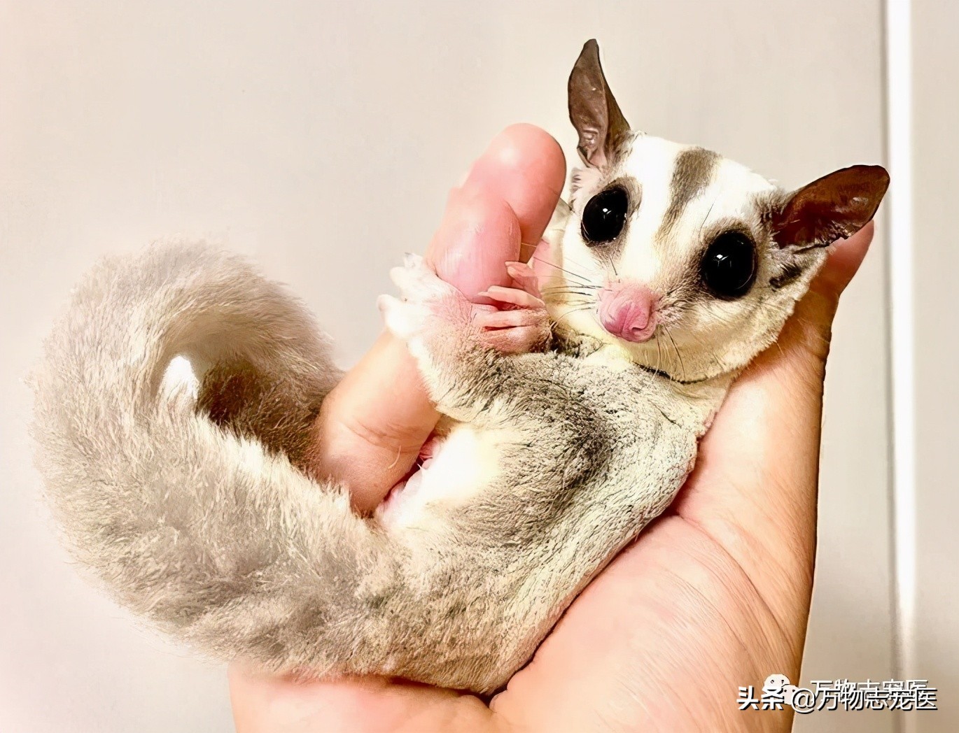 小小蜜袋鼯会咬人吗,新手养蜜袋鼯必须要注意的点