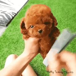 谁也拒绝不了的撒娇,谁也拒绝不了一只卖萌的小狗