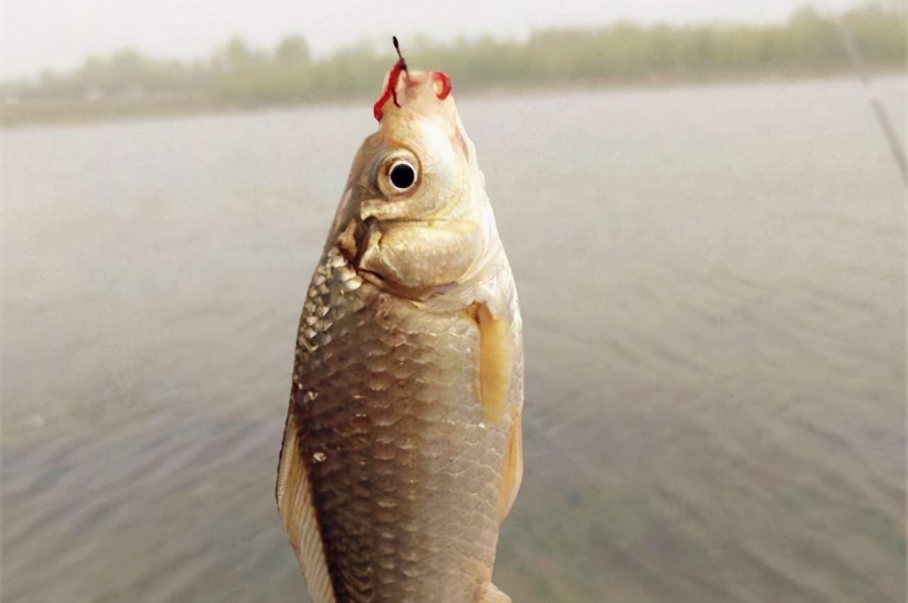 冬季野钓鲫鱼虾粉使用方法与用量,冬天野钓鲫鱼饵料加虾粉好用吗