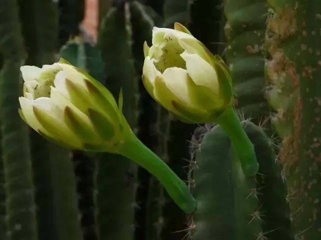常见100种花卉介绍图片,四个季节开花的植物花卉有哪些
