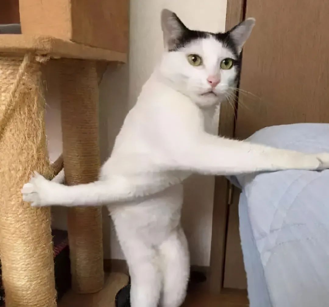 不建议养哪几种猫咪图片,发一张图片证明你家猫咪养的很好