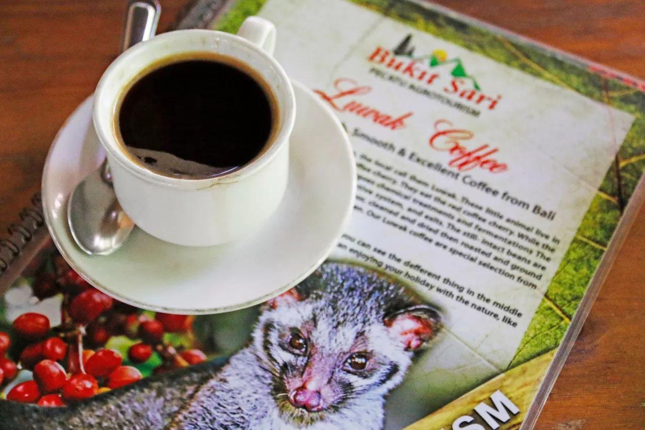 一杯咖啡卖到6200元,全网最正宗的猫屎咖啡