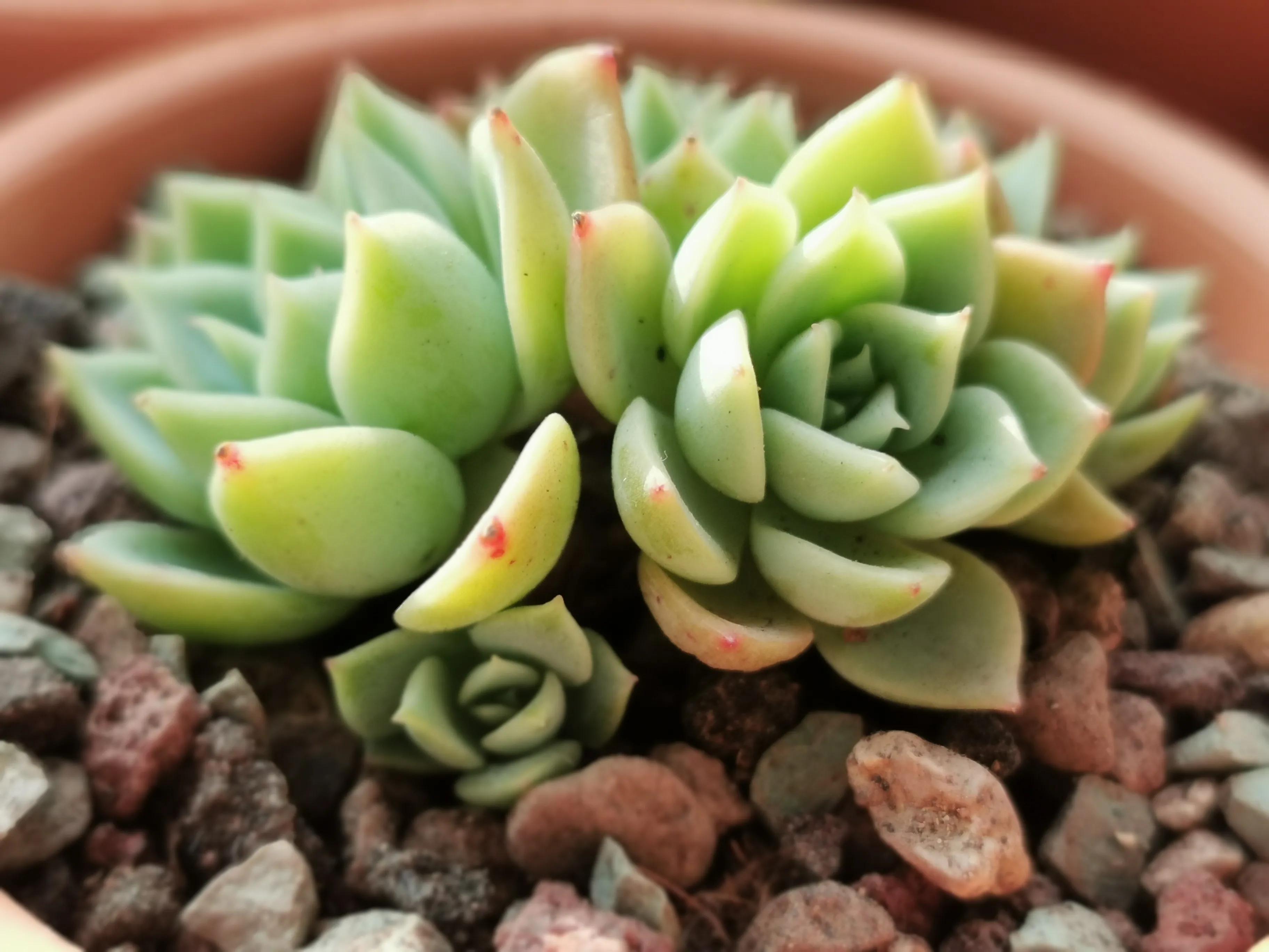 多肉品种大全大集合,多肉35元一盆图片