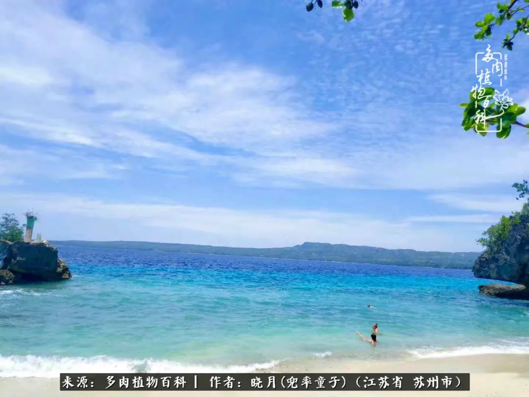 六年时间环游22个国家，却被多肉小萌物征服