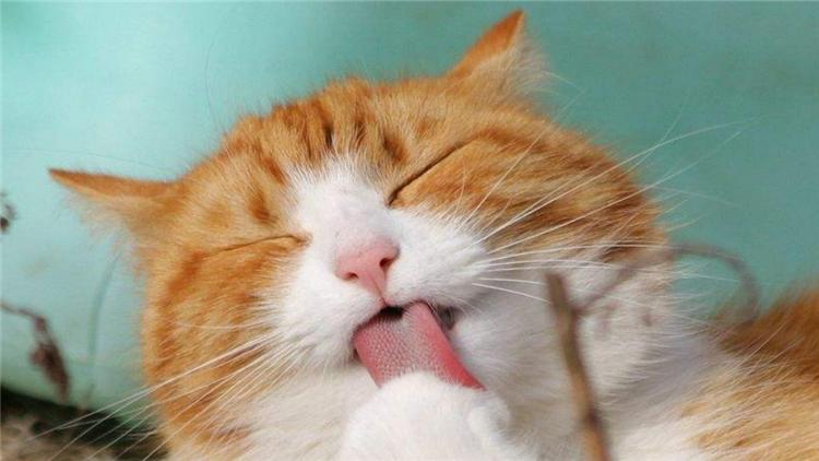 交易猫骗子手段,卖猫诈骗案件