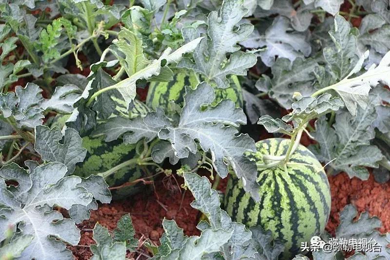 弥勒千亩西瓜熟了!黄心瓜、红心瓜、小香瓜…你喜欢哪种?