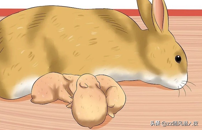 如何照顾怀孕的兔,初生兔子正确照顾方法