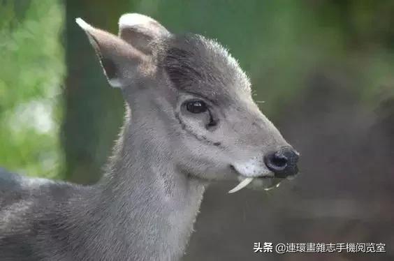 这60种罕见动物你见过几个,60种灭绝的动物
