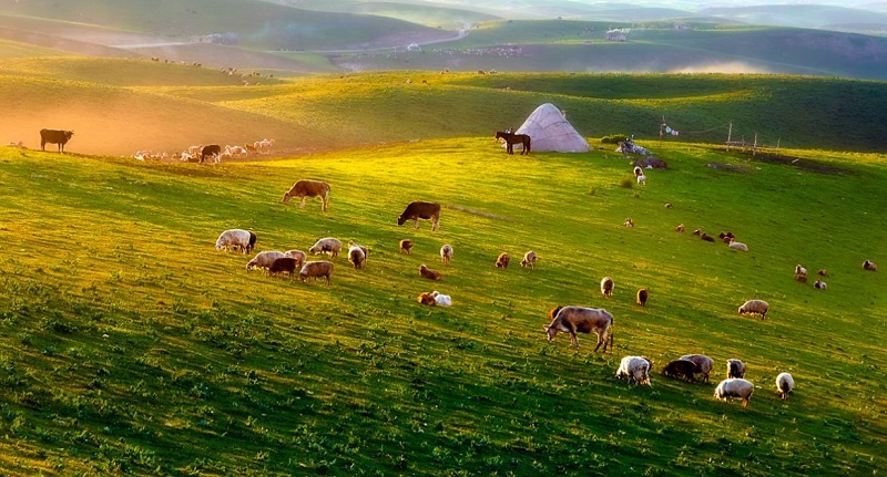 新疆天山最好吃的羊肉,正宗新疆天山美味羊肉
