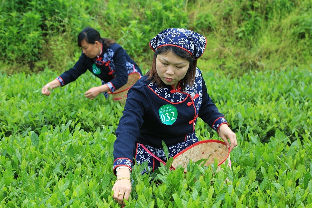 茶叶的采摘标准解释,茶叶的采摘分为哪三种