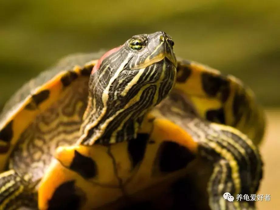 养的最大的巴西龟,火焰龟和巴西龟一起养