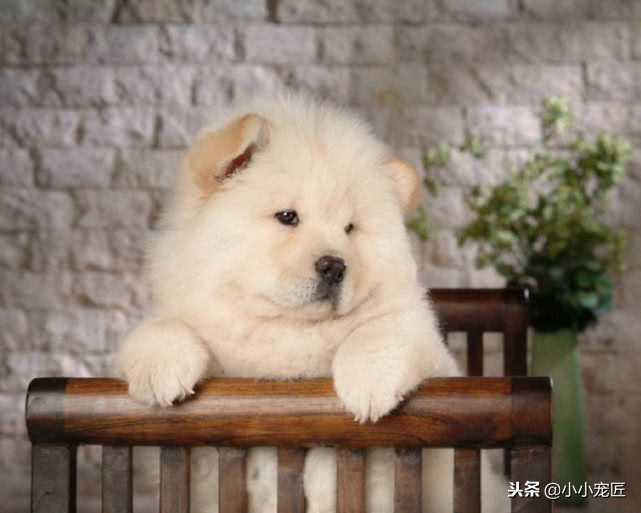 五种体味最小最干净的狗,体味重的狗哪几种