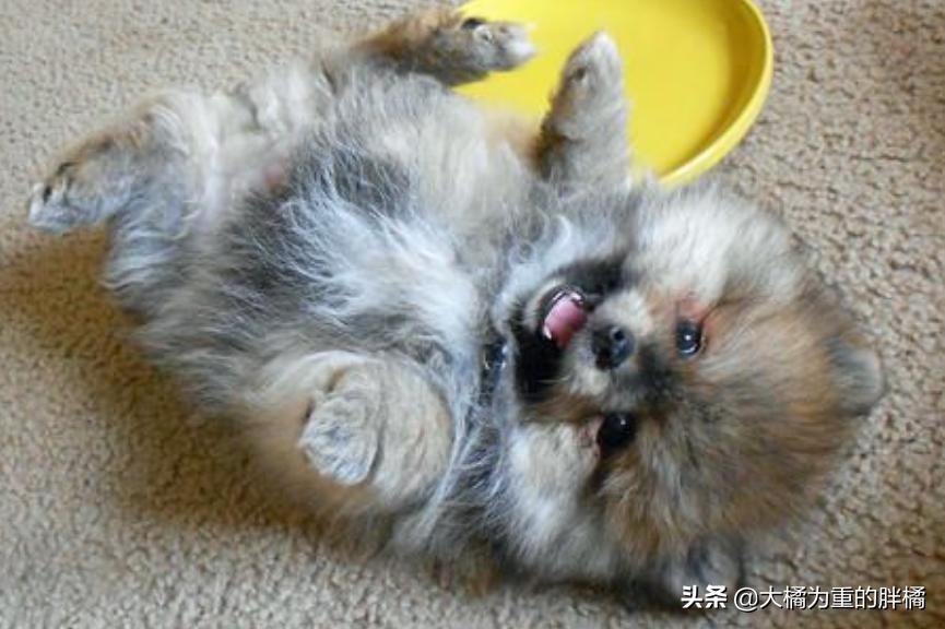 博美为什么不听主人话就叫,博美各种行为代表什么