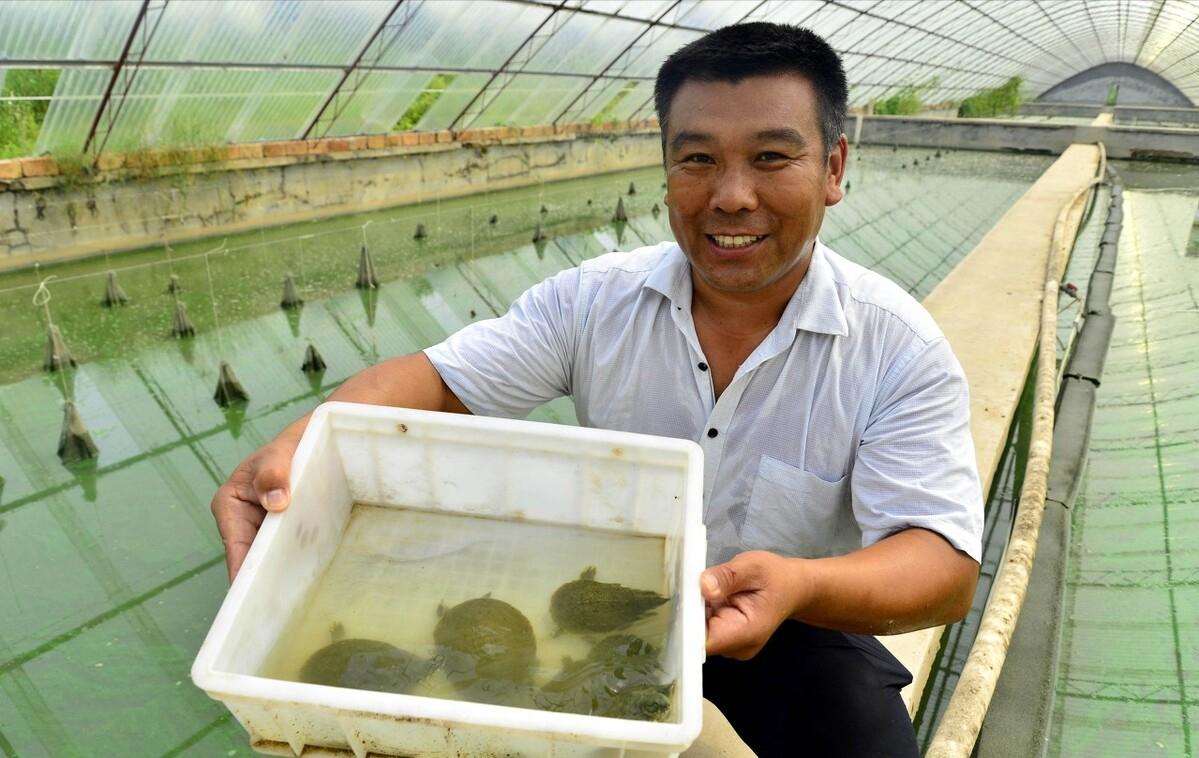 浙江大爷赚钱副业,浙江稻鳖养殖