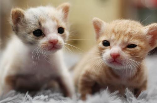 老虎为什么用舌头舔伤口,老虎舌头跟狮子的舌头一样吗